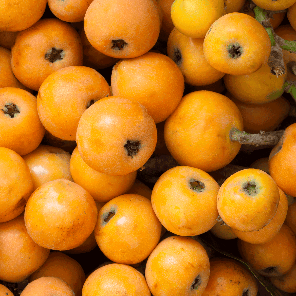 Close-up view of a pile of fresh, ripe, round golden-yellow loquat fruits with visible stem attachments.