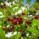 Romeo and Juliet Cherries on a tree branch with green leaves