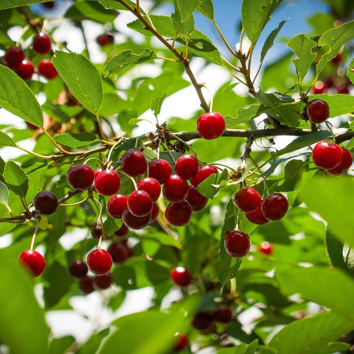 Romeo and Juliet Cherries on a tree branch with green leaves