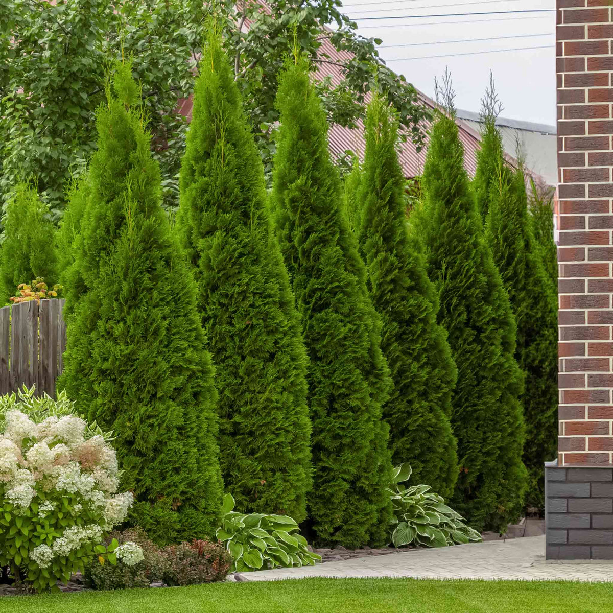 Row of tall Junior Giant Thuja trees planted as a privacy screen along a brick wall.