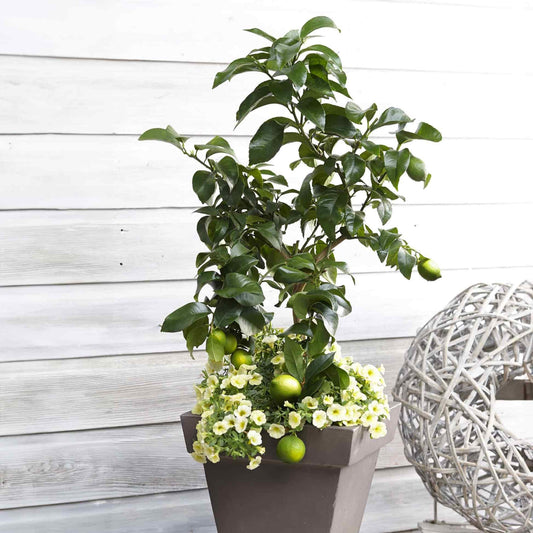 Container-grown Key Lime Tree featuring glossy green leaves, ripening green limes, and light yellow flowering underplanting, set against a white wooden wall.