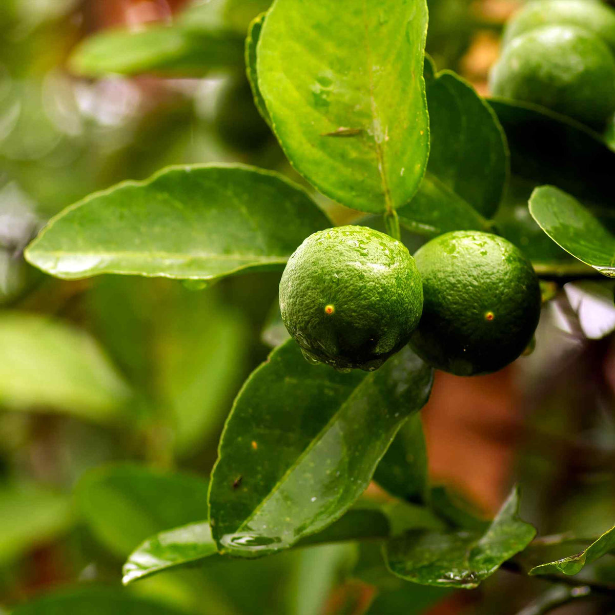 Close-up of two small, round green Key Limes covered in water droplets, hanging from a branch amidst lush green leaves.