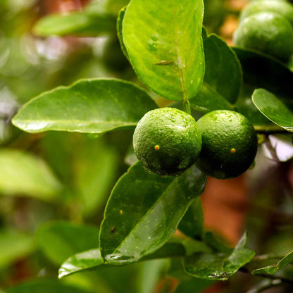 Close-up of two small, round green Key Limes covered in water droplets, hanging from a branch amidst lush green leaves.