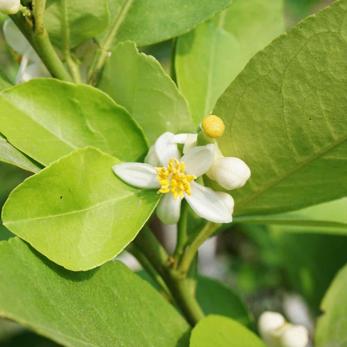 Close-up view of small white citrus blossoms with yellow centers surrounded by vibrant green leaves on a Key Lime Tree.