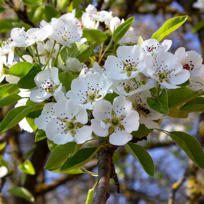 Cluster of white Kieffer pear tree blossoms blooming on a branch surrounded by vibrant green leaves.