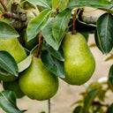 Close-up view of large, speckled yellow-green Kieffer pears ripening on a leafy branch.