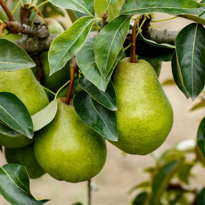 Close-up view of large, speckled yellow-green Kieffer pears ripening on a leafy branch.