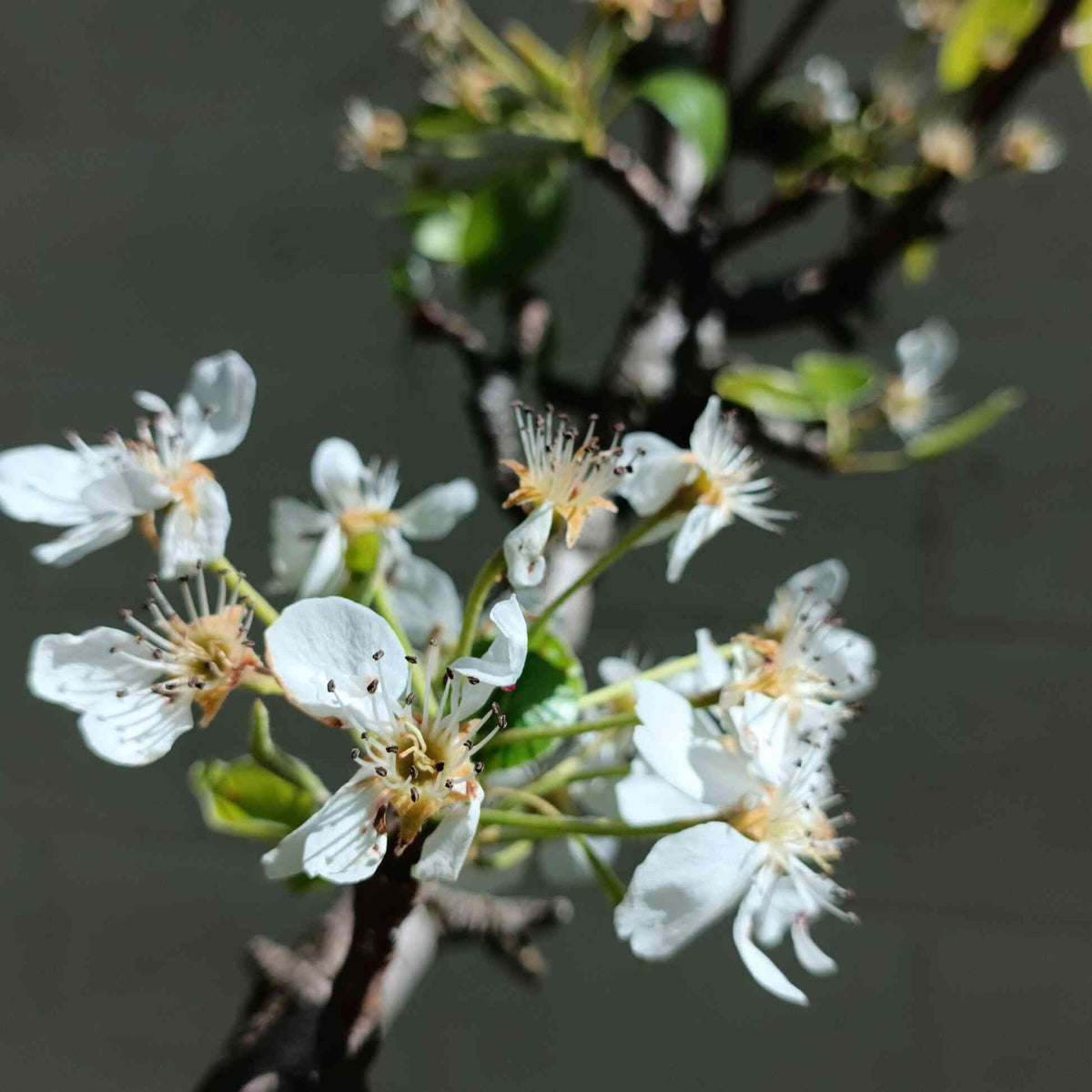 Close-up of white flowers blooming on a Lapins Cherry Tree branch.