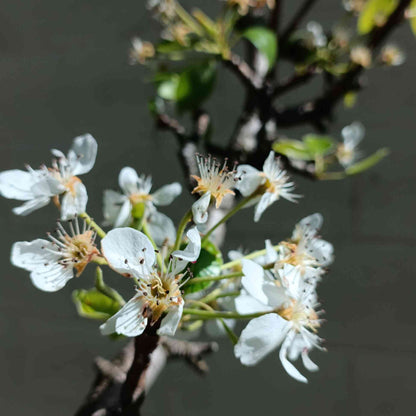 Close-up of white flowers blooming on a Lapins Cherry Tree branch.