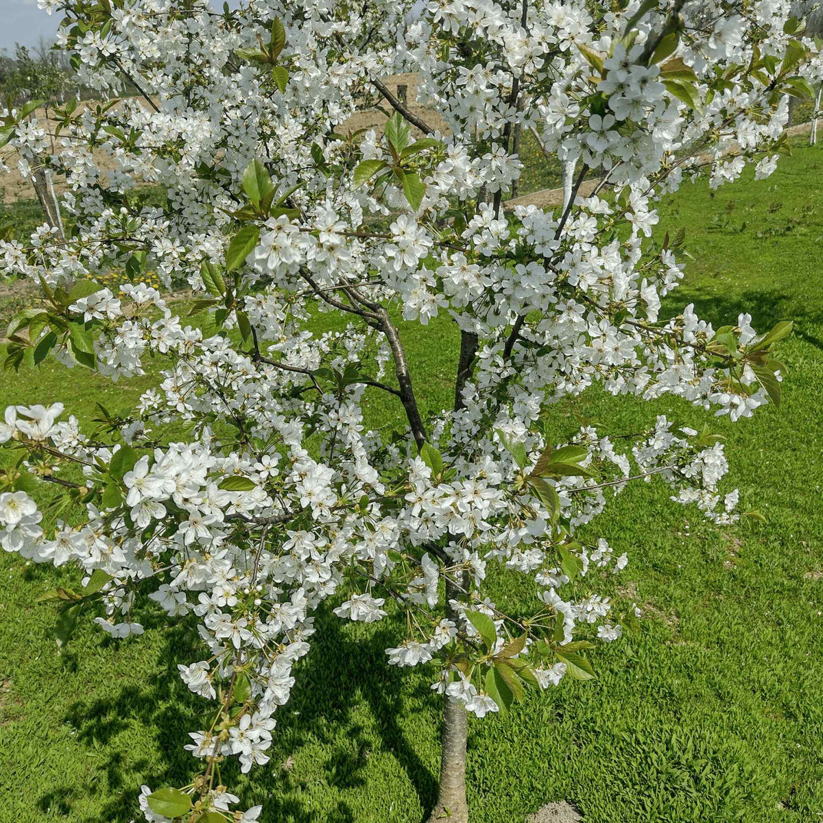 Full view of a blossoming Lapins Cherry Tree covered in white spring flowers on a sunny green lawn.