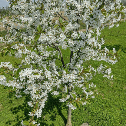 Full view of a blossoming Lapins Cherry Tree covered in white spring flowers on a sunny green lawn.