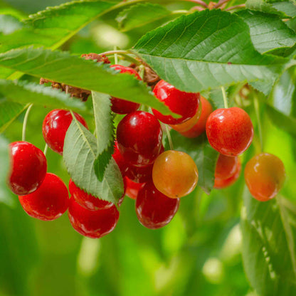 Clusters of ripening cherries on a Lapins Cherry Tree branch.
