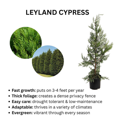 An infographic for the Leyland Cypress tree featuring a potted specimen alongside circular inset photos of close-up foliage and a row of privacy hedge trees, with bulleted text highlighting key plant features.