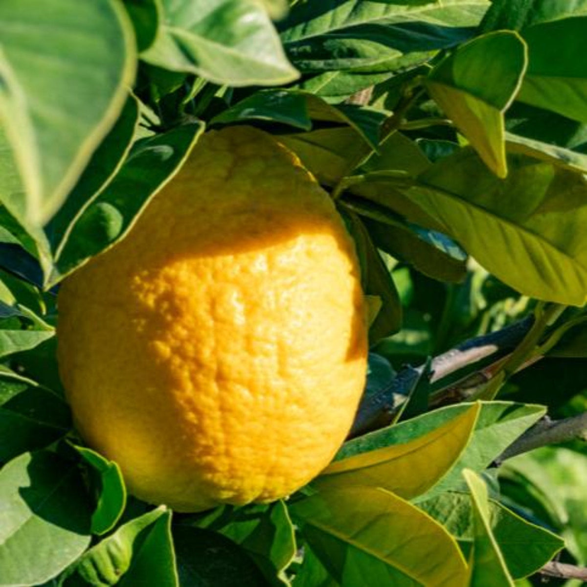 Close-up view of a large, textured yellow Lisbon lemon ripening on a tree branch surrounded by vibrant green leaves under sunny light.