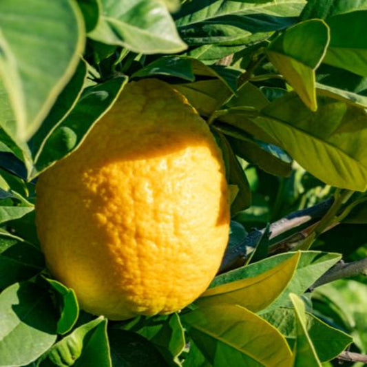Close-up view of a large, textured yellow Lisbon lemon ripening on a tree branch surrounded by vibrant green leaves under sunny light.