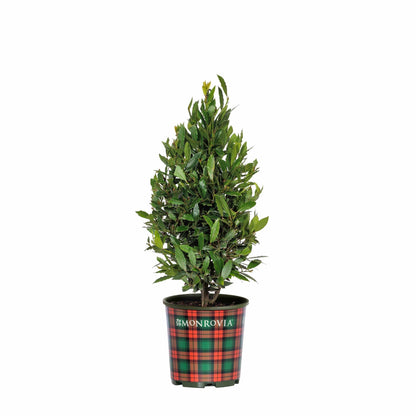 Potted Little Ragu® Sweet Bay