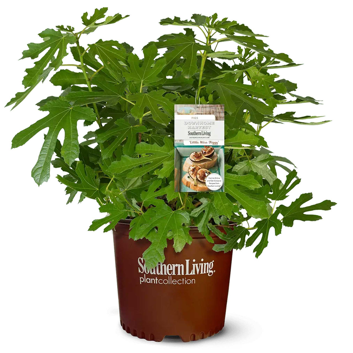 A bushy Little Miss Figgy tree with lobed green leaves growing in a reddish-brown Southern Living Plant Collection pot, featured on a white background with a branded plant tag attached.