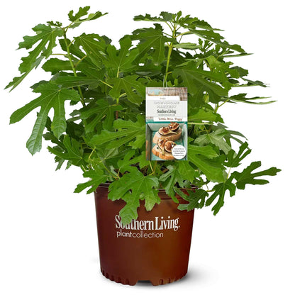 A bushy Little Miss Figgy tree with lobed green leaves growing in a reddish-brown Southern Living Plant Collection pot, featured on a white background with a branded plant tag attached.