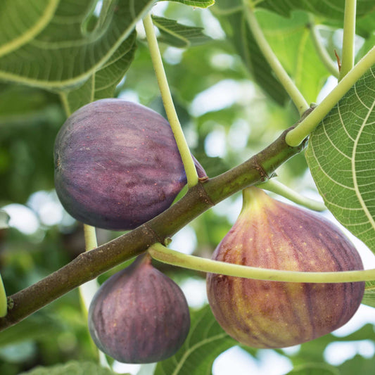 Ripe dark purple figs on a Little Miss Figgy tree branch.