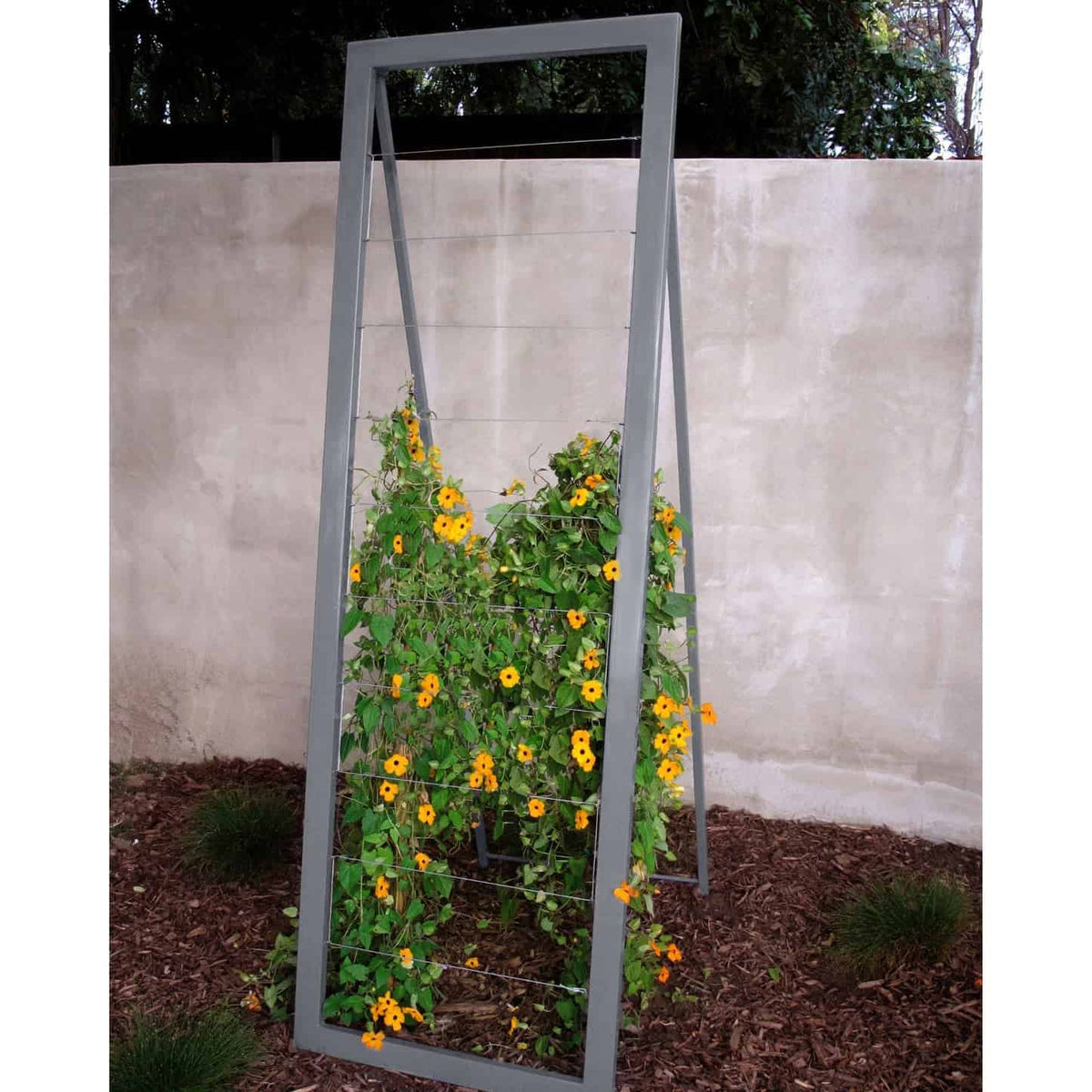 Gray metal frame A-frame Mira Garden Trellis with black-eyed Susan vines climbing up the grid wire, positioned in front of a concrete wall