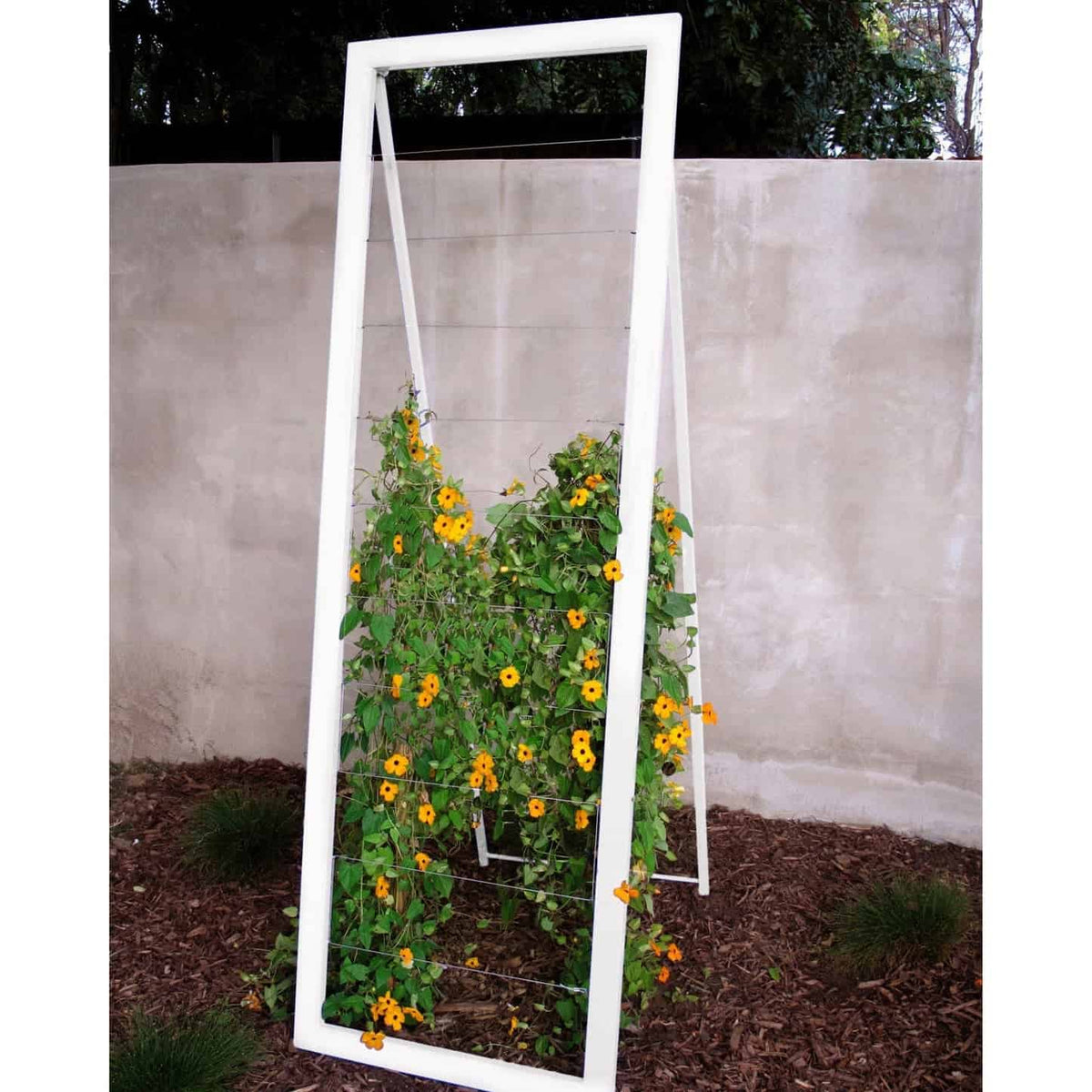 White metal frame A-frame Mira Garden Trellis with black-eyed Susan vines climbing up the grid wire, positioned in front of a concrete wall