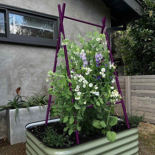 Purple A-frame trellis supporting white-flowered pea plants growing inside a green raised garden bed against a gray house exterior, for Epic x Terra Modern A-Frame.