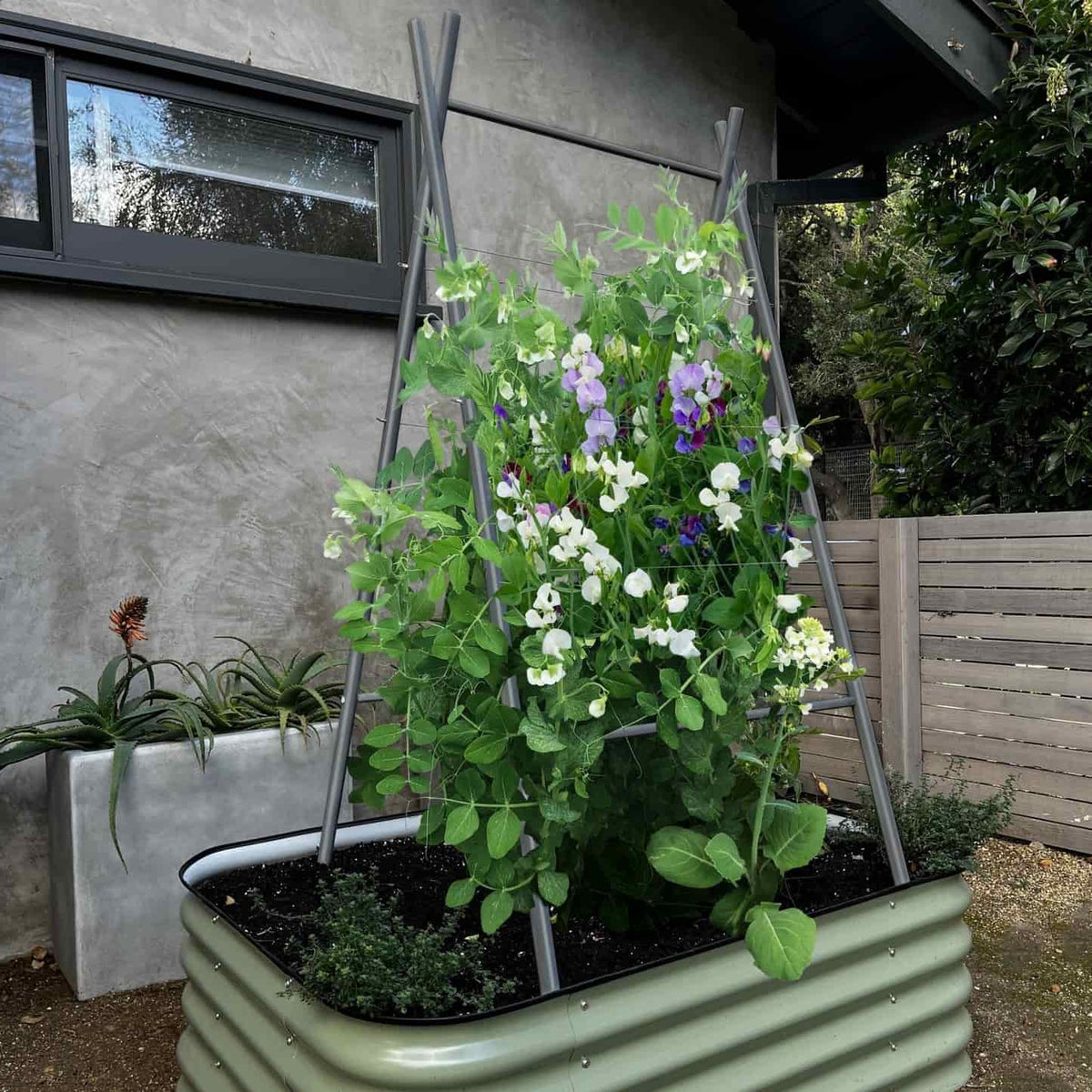 Charcoal A-frame trellis supporting white-flowered pea plants growing inside a green raised garden bed against a gray house exterior, for Epic x Terra Modern A-Frame.