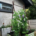 Oxide A-frame trellis supporting white-flowered pea plants growing inside a green raised garden bed against a gray house exterior, for Epic x Terra Modern A-Frame.