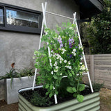 Cloud white A-frame trellis supporting white-flowered pea plants growing inside a green raised garden bed against a gray house exterior, for Epic x Terra Modern A-Frame.