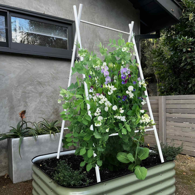 Cloud white A-frame trellis supporting white-flowered pea plants growing inside a green raised garden bed against a gray house exterior, for Epic x Terra Modern A-Frame.