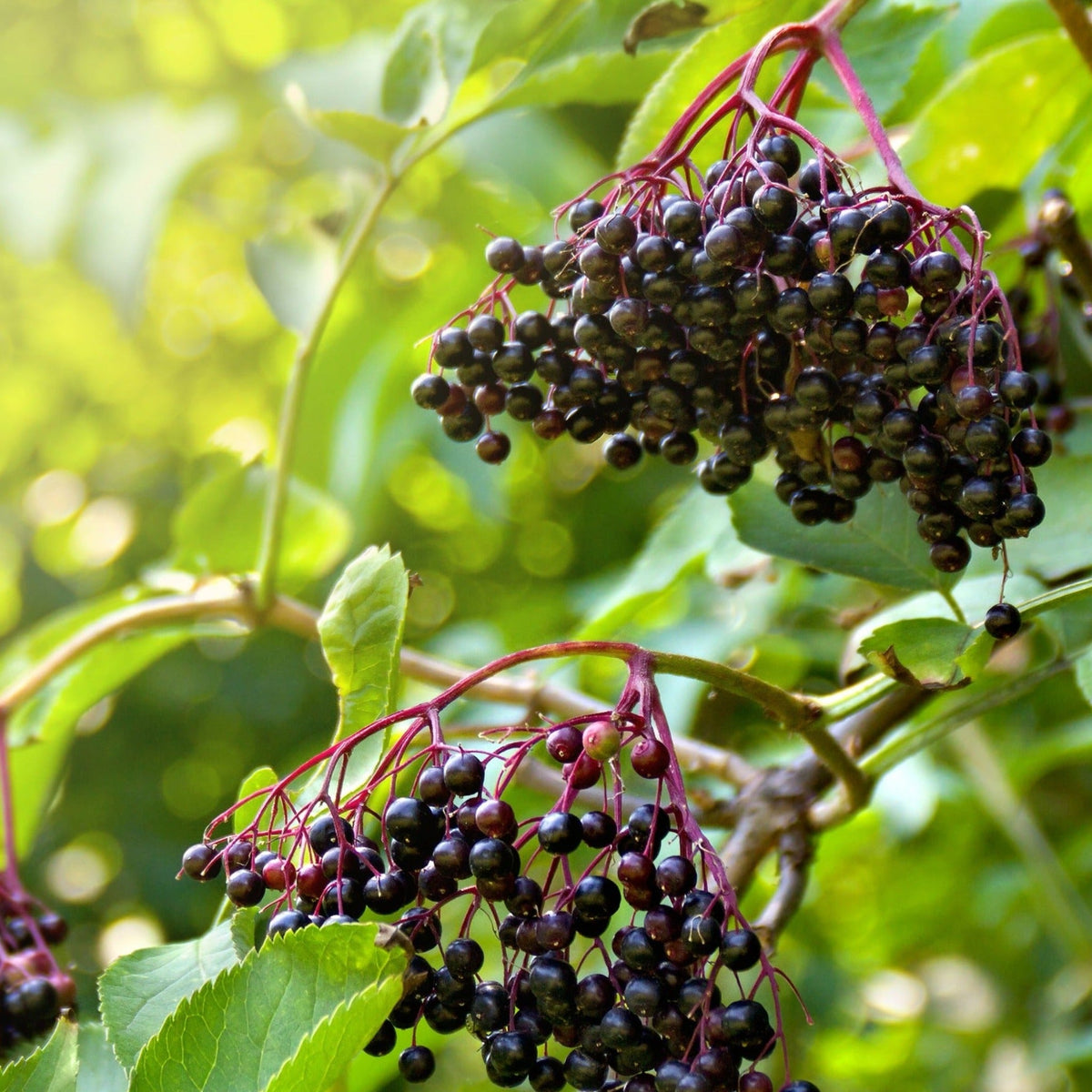 Clusters of small, ripe, dark purple Marge Elderberry fruits hanging from reddish stems among vibrant green leaves.