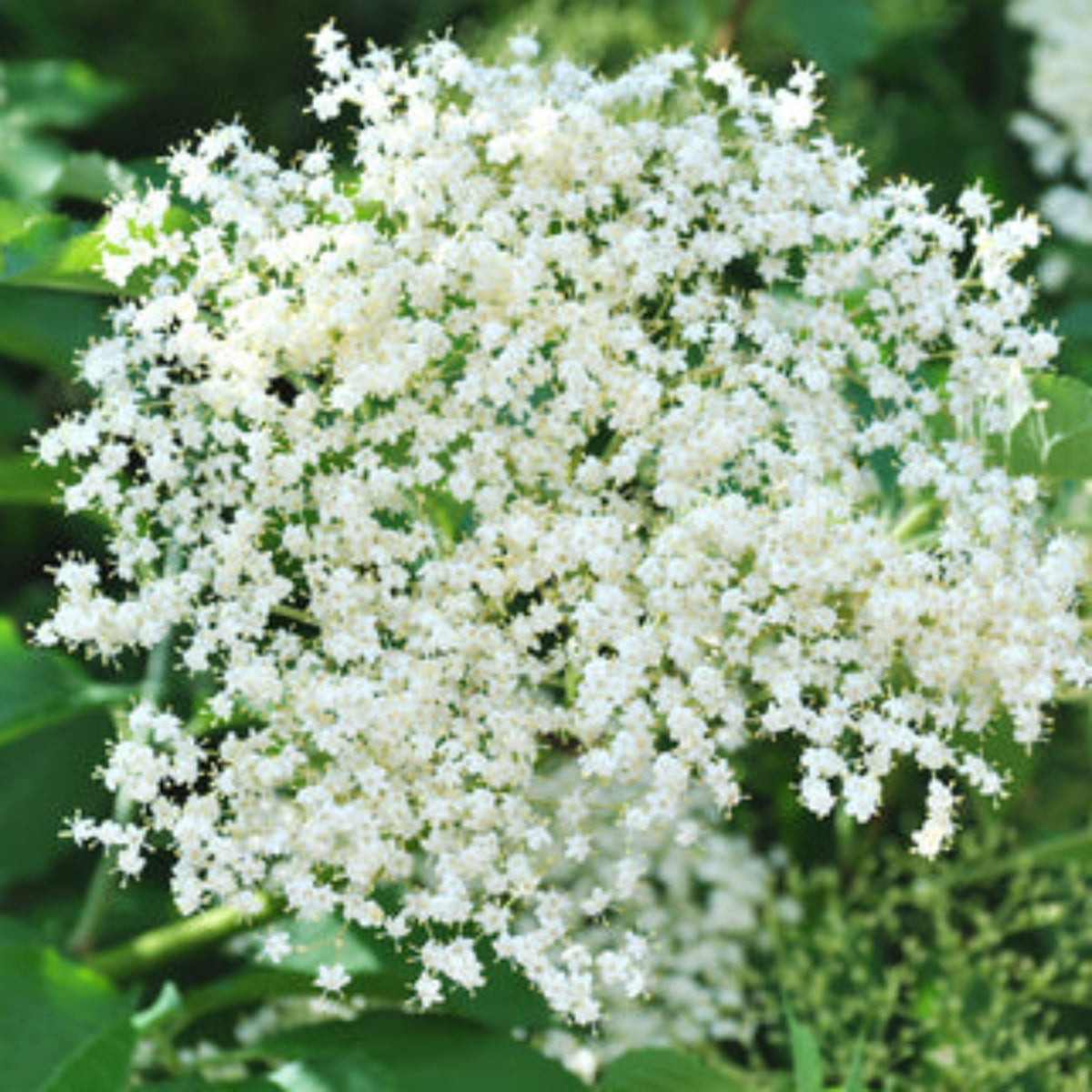 Close-up view of a blooming cluster of white Marge Elderberry flowers.