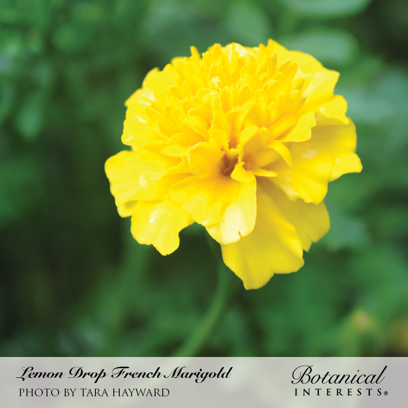 Close-up of a fully bloomed Lemon Drop French marigold with dense, ruffled bright yellow petals, set against a softly blurred green garden backdrop.