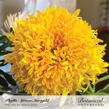 Close-up of a Phyllis African marigold in full bloom, its densely packed, ruffled golden-yellow petals forming a large pom-pom shape, set against green foliage indoors.