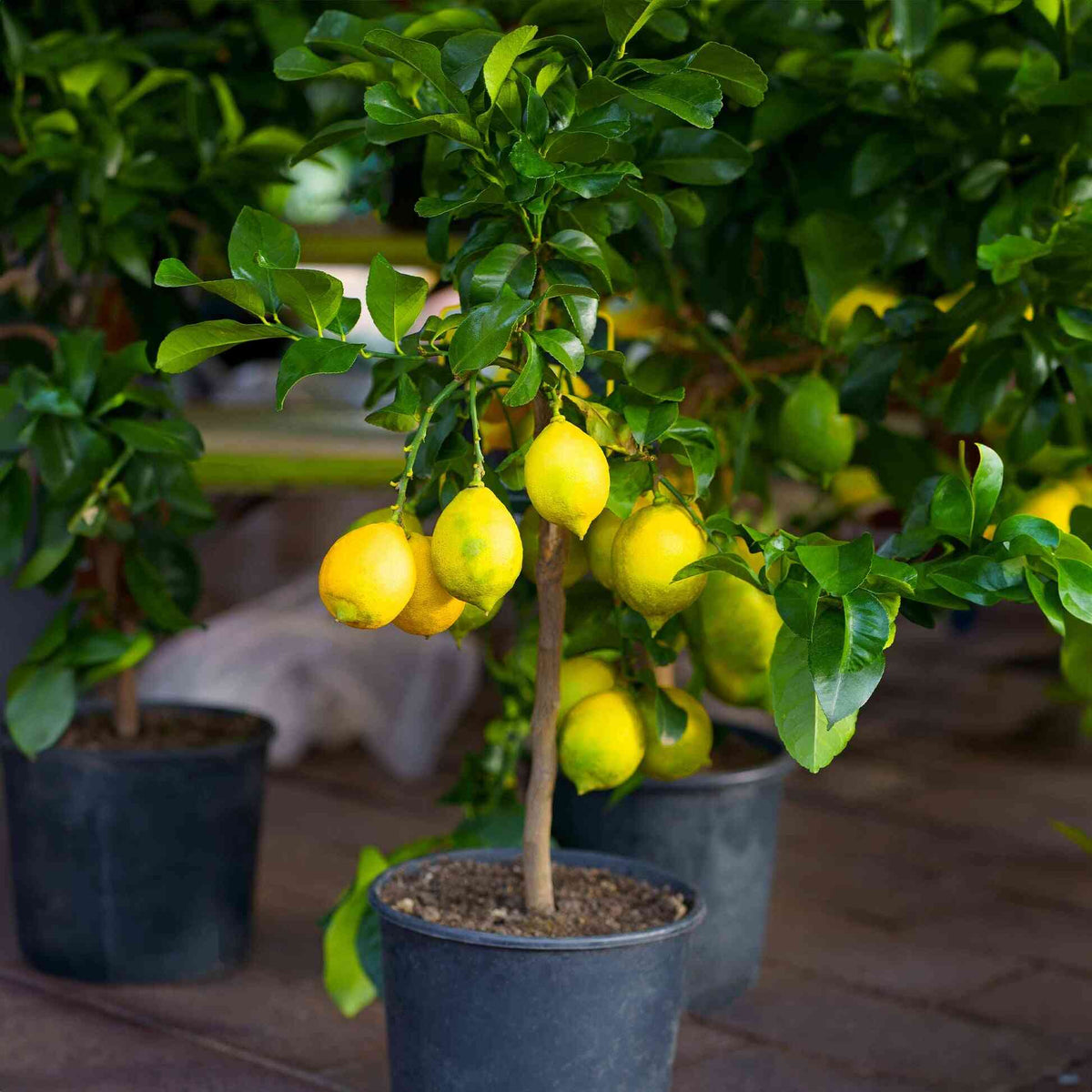 Clusters of bright yellow, ripe lemons growing on a young Improved Meyer Lemon Bush planted in a black nursery pot outdoors.
