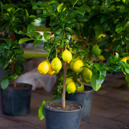 Clusters of bright yellow, ripe lemons growing on a young Improved Meyer Lemon Bush planted in a black nursery pot outdoors.