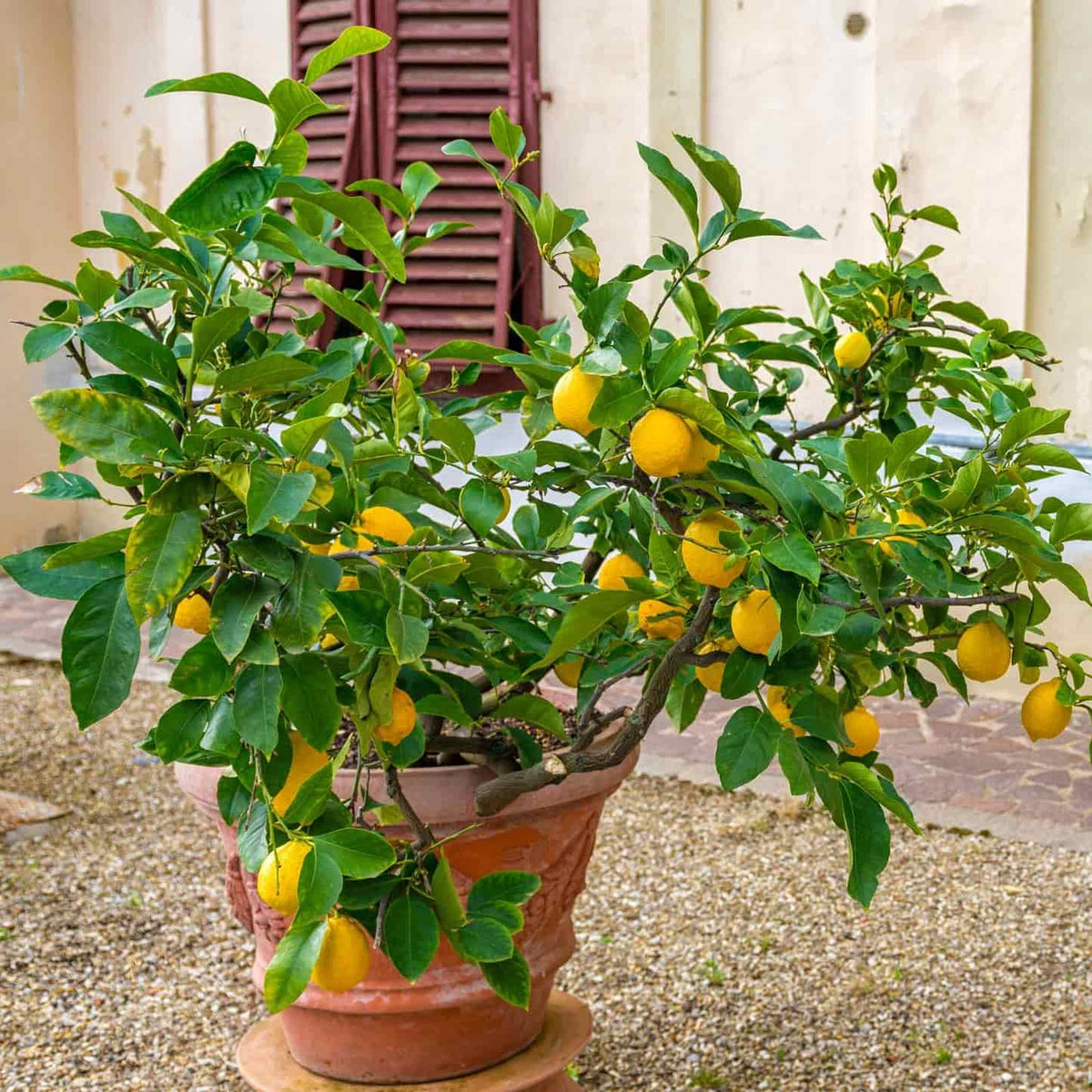 Potted Improved Meyer Lemon Bush with bright yellow lemons outdoors.