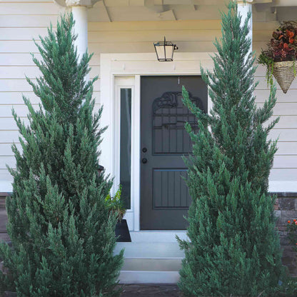 Two tall, narrow Moonglow Juniper trees with dense silvery-blue foliage framing a dark grey front door on a home porch.