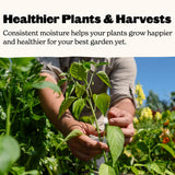 Person examining a plant in a garden with text about consistent moisture for healthier plants.