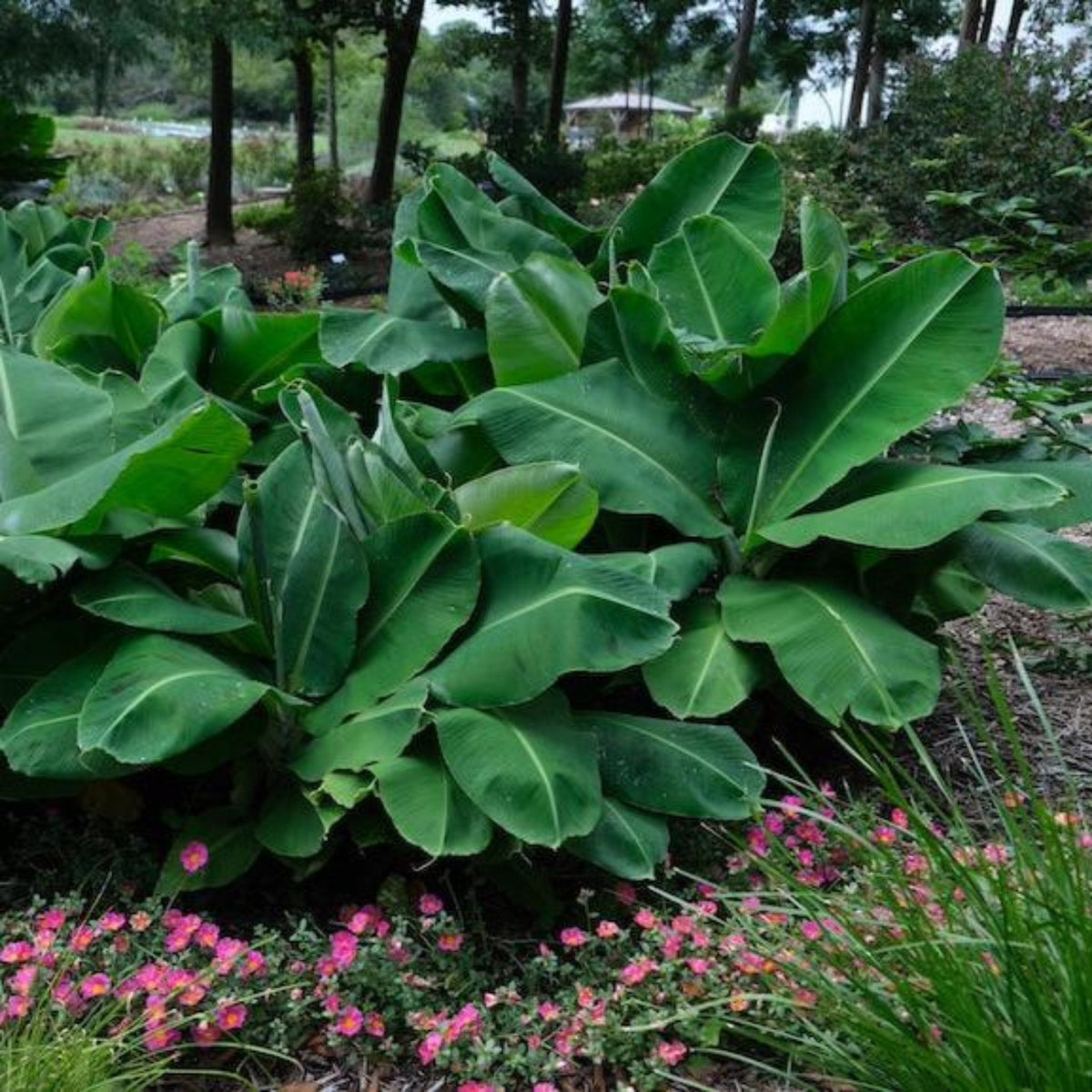 Large green leaves of Truly Tiny Banana Tree surrounded by pink flowers in a garden setting