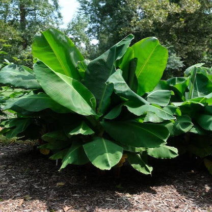 Large green leaves of a banana plant in a garden setting
