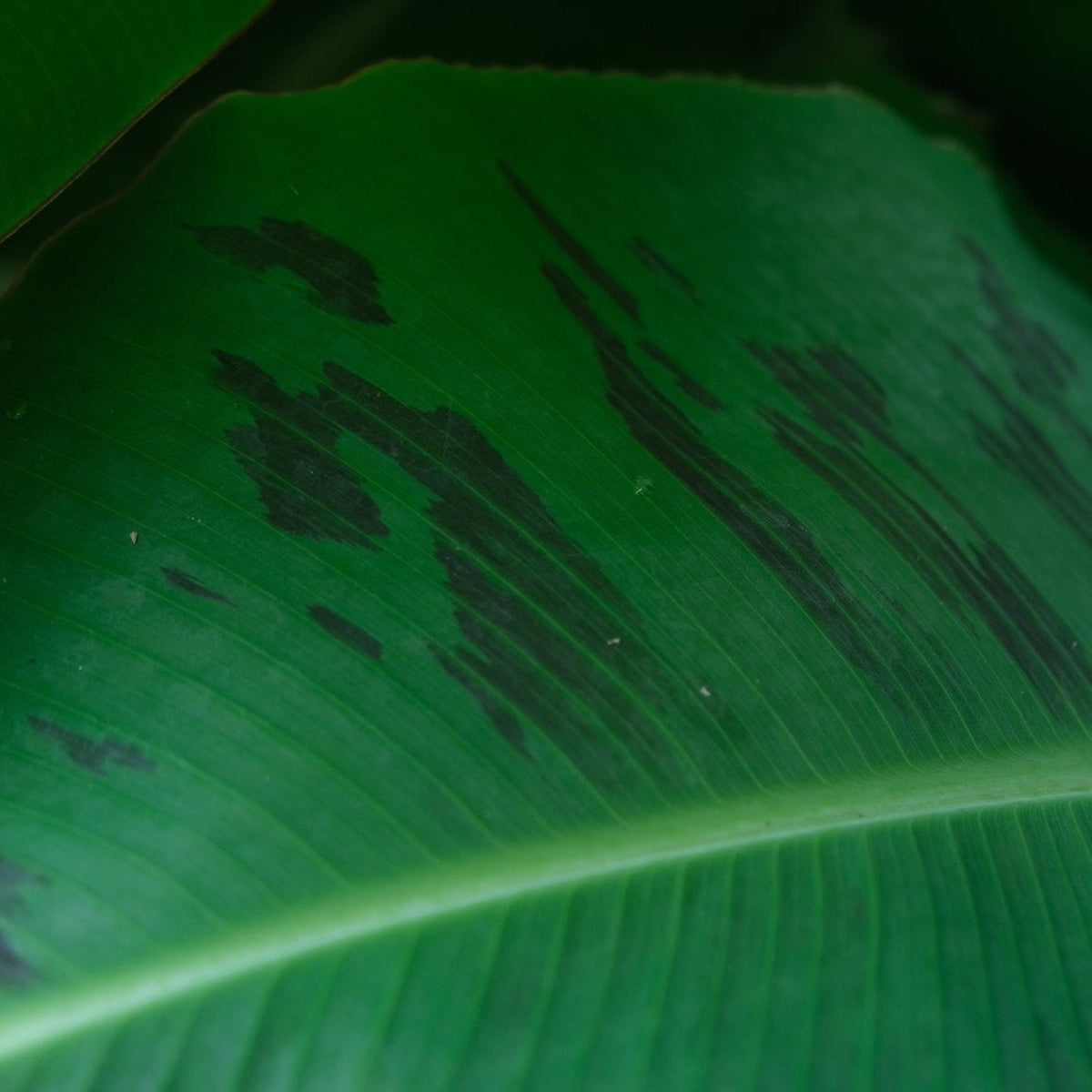 Close-up of a banana leaf with dark spots