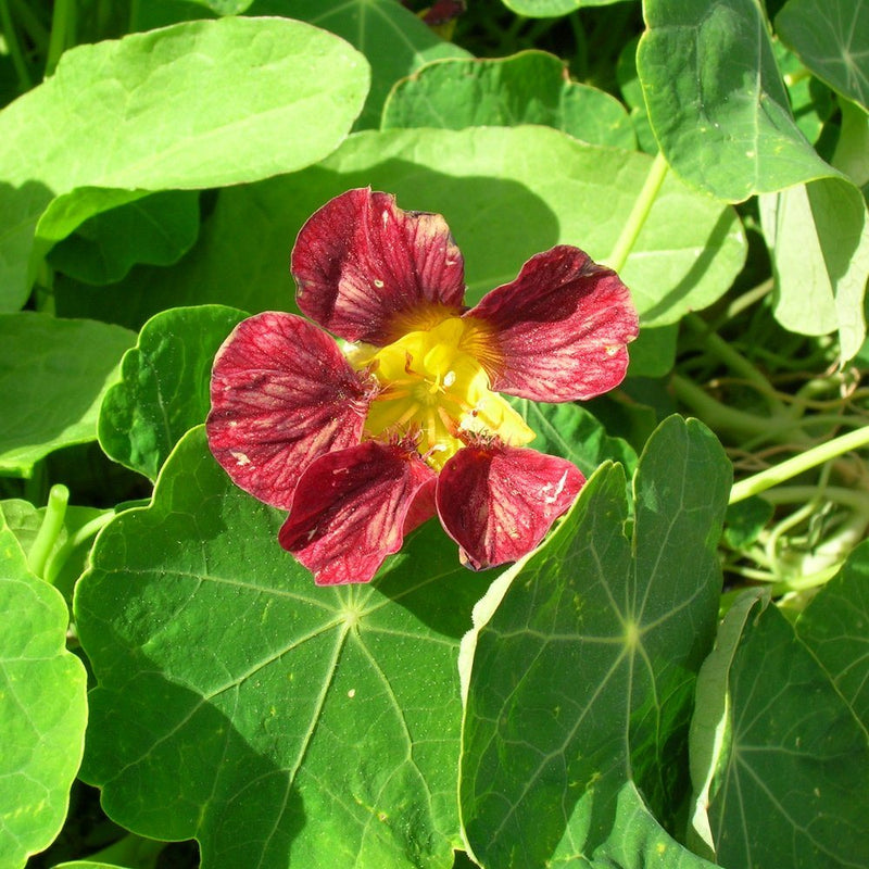 Purple Emperor nasturtium flower with deep maroon, vein-streaked petals surrounding a bright yellow throat, set among rounded green leaves in sunlight.