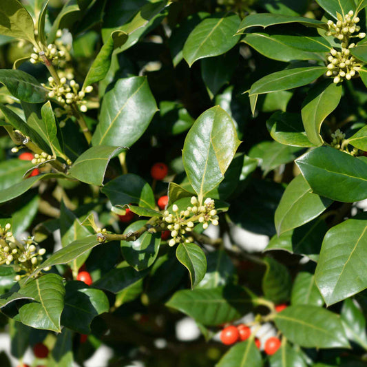 Glossy green leaves, small flowers, and red berries on a Nellie Stevens Holly branch.