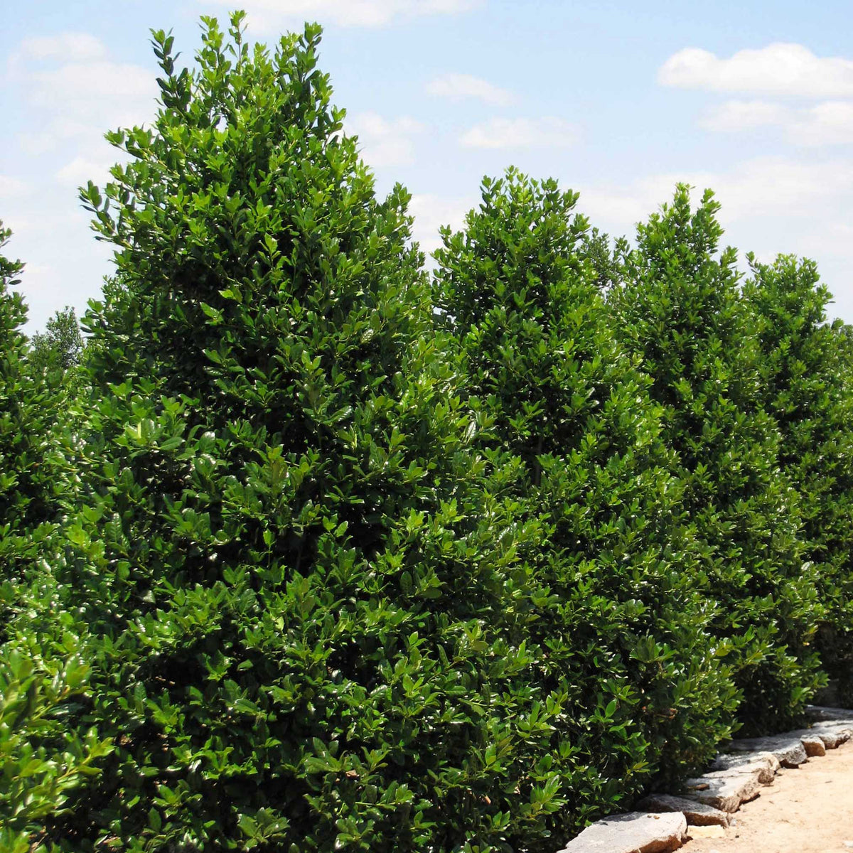Row of dense, dark green Nellie Stevens Holly trees growing along a stone pathway under a blue sky.