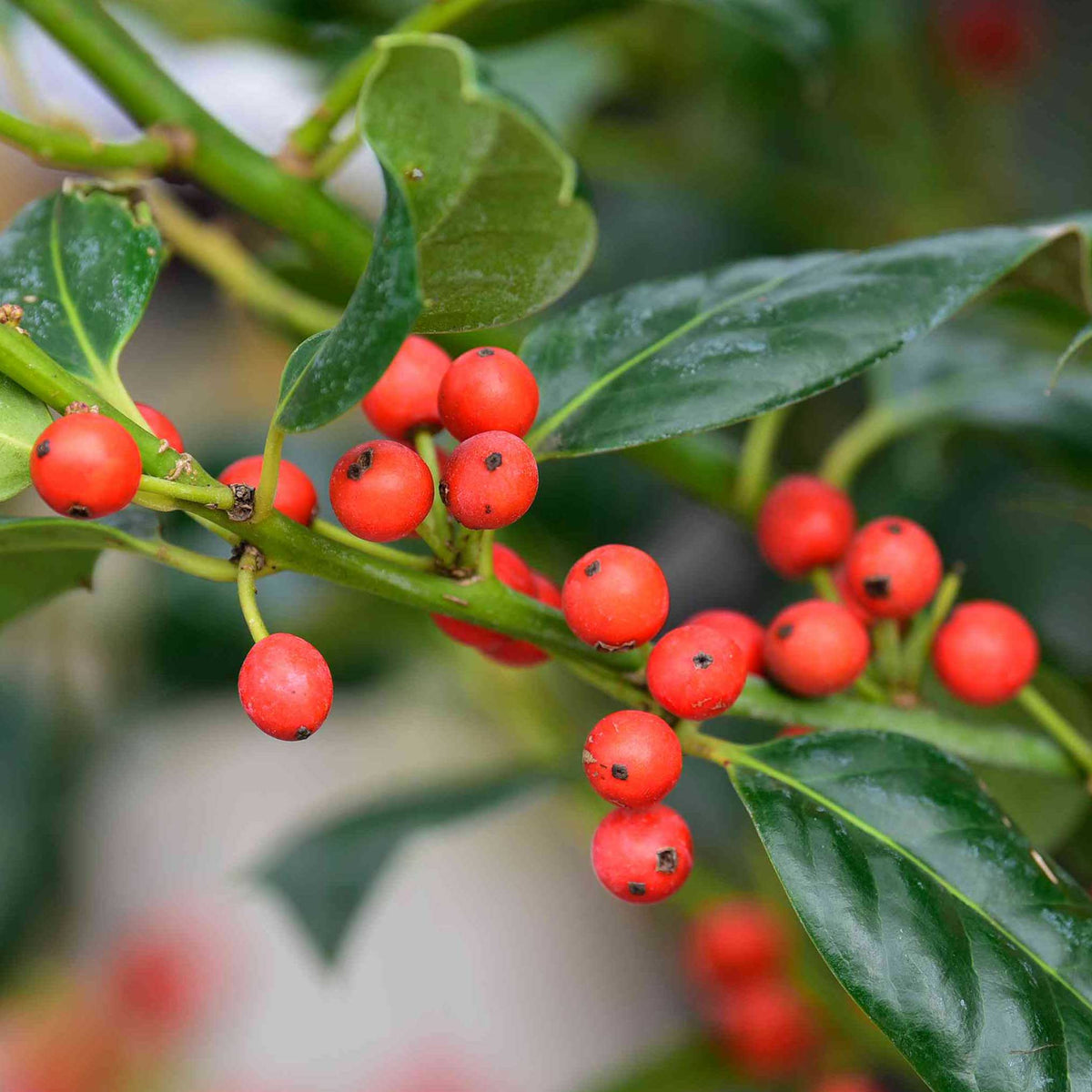 Close-up of bright red berries growing among glossy green leaves on a Nellie Stevens Holly branch.