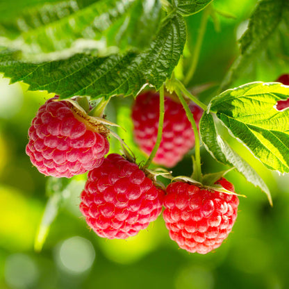 Close-up of ripe, bright red Nova raspberries hanging on a leafy green branch with a softly blurred background.