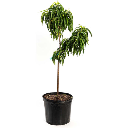 Potted peach plant with green leaves on a white background