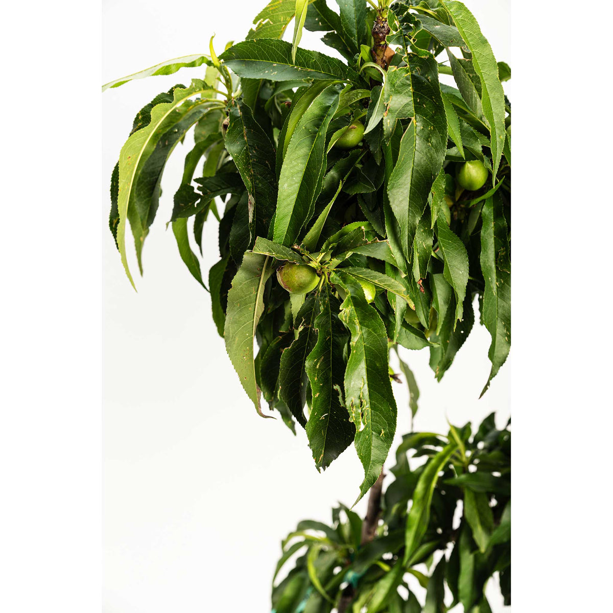 Peach tree with green leaves and fruits on a white background