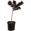 Potted Bonfire Patio Peach plant with dark green leaves on a white background